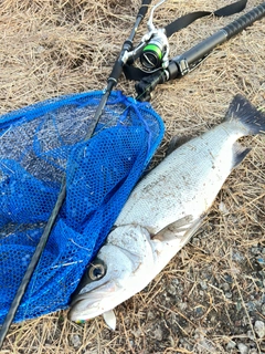 ヒラスズキの釣果