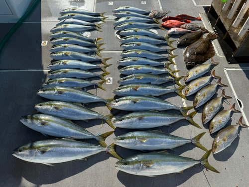 ワラサの釣果