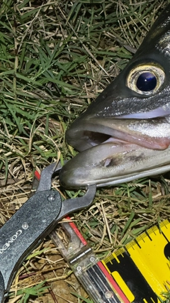 ヒラスズキの釣果