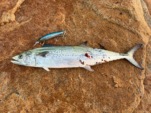 サゴシの釣果