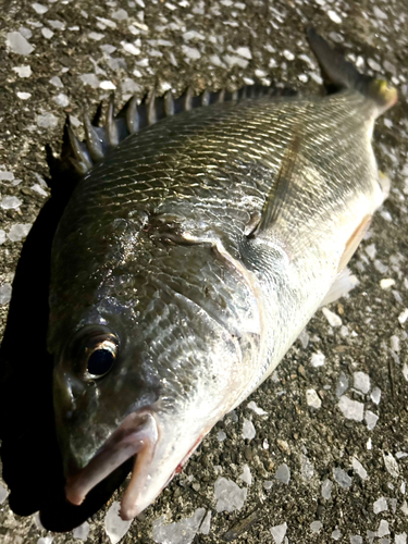 チヌの釣果