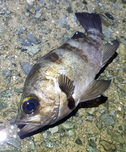 メバルの釣果