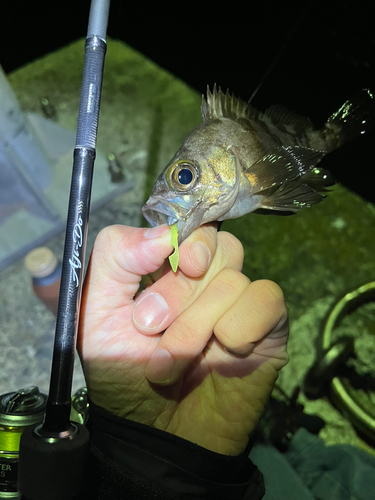 メバルの釣果