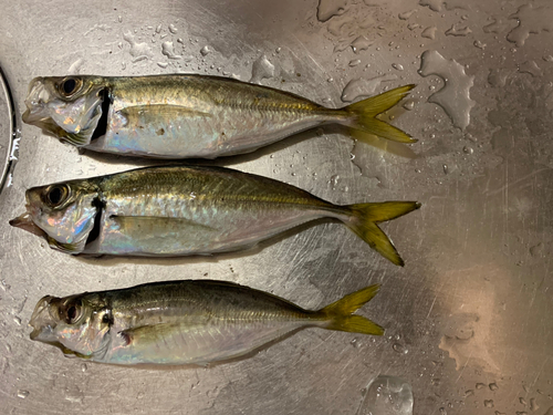 アジの釣果