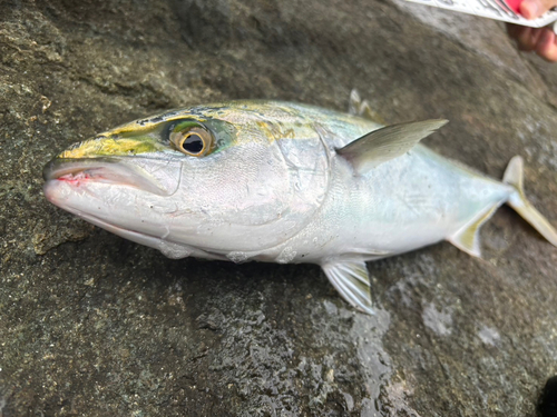 イナダの釣果