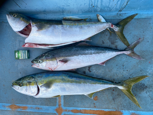 ブリの釣果