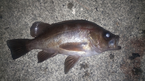 シロメバルの釣果