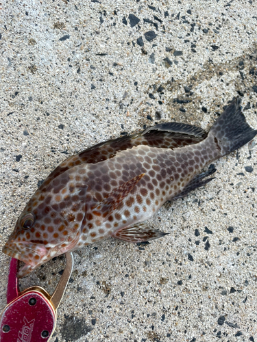 オオモンハタの釣果