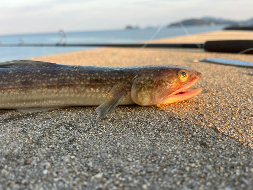 エソの釣果