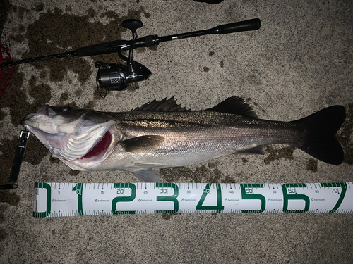 シーバスの釣果