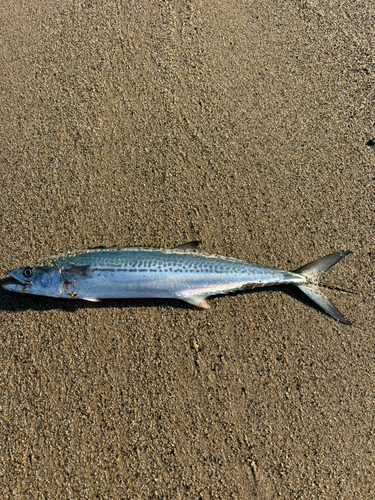 サゴシの釣果