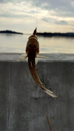 マハゼの釣果