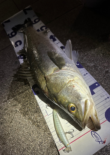 シーバスの釣果