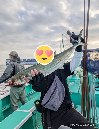 サワラの釣果