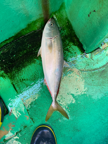 ツバスの釣果