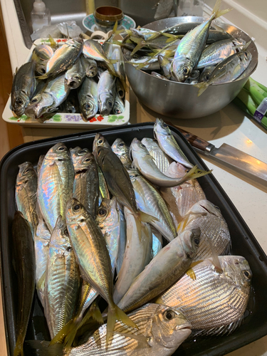 アジの釣果