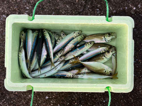 イワシの釣果