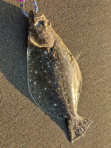 ソゲの釣果