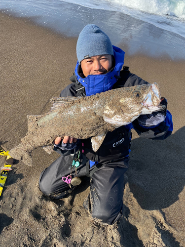 スズキの釣果