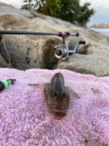 ハゼの釣果