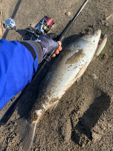 スズキの釣果