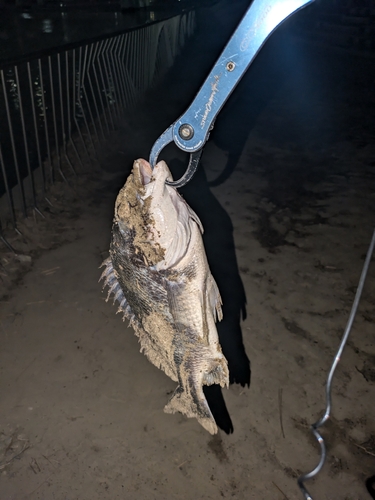 チヌの釣果