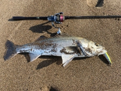 スズキの釣果