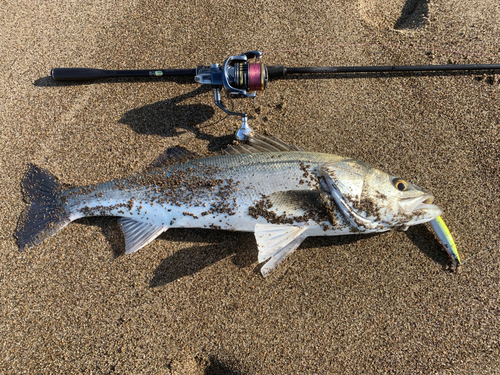 スズキの釣果