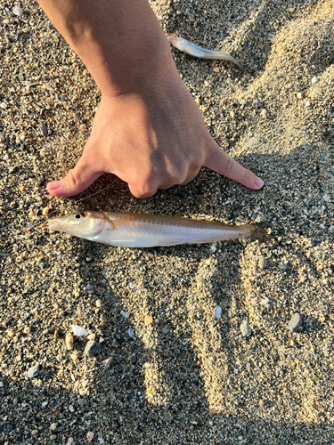 シロギスの釣果