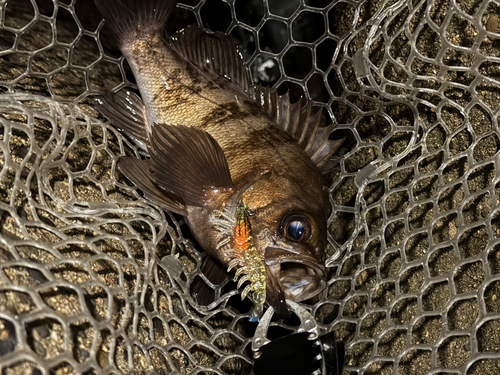 メバルの釣果