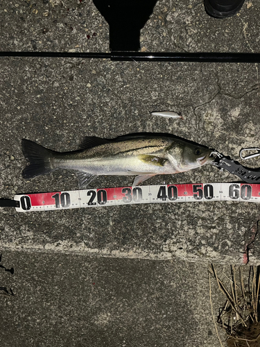 シーバスの釣果