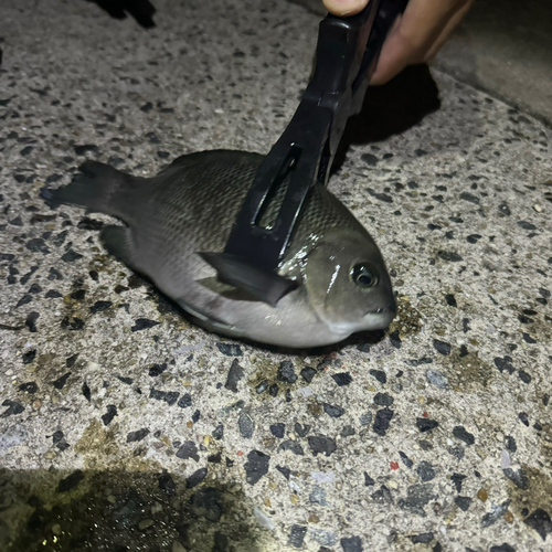 グレの釣果