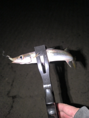 カマスの釣果