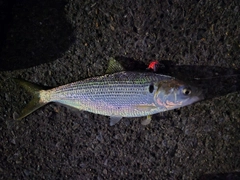 コノシロの釣果