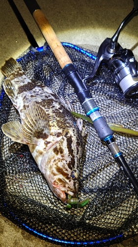 タケノコメバルの釣果