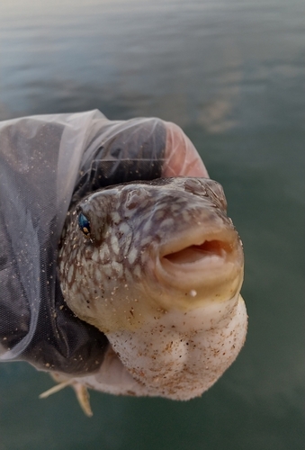 フグの釣果