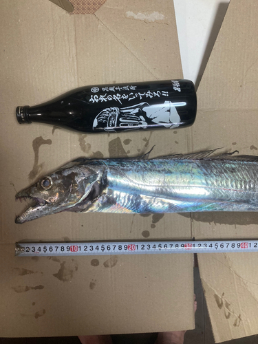 タチウオの釣果