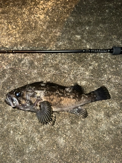 クロソイの釣果