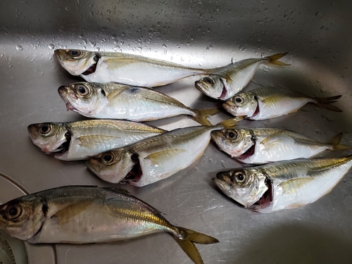 アジの釣果