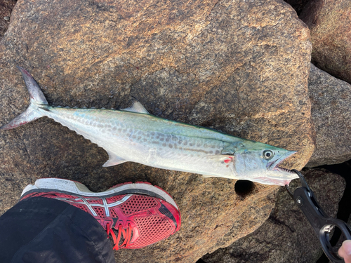 サゴシの釣果