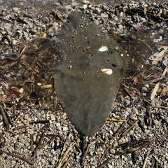 ツバクロエイの釣果