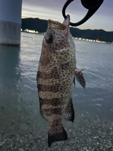 オオモンハタの釣果