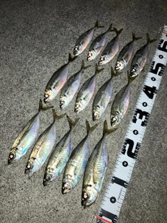 アジの釣果