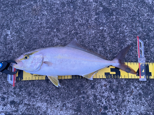 ショゴの釣果