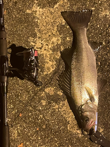 ヒラスズキの釣果