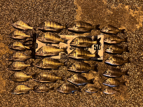 チヌの釣果