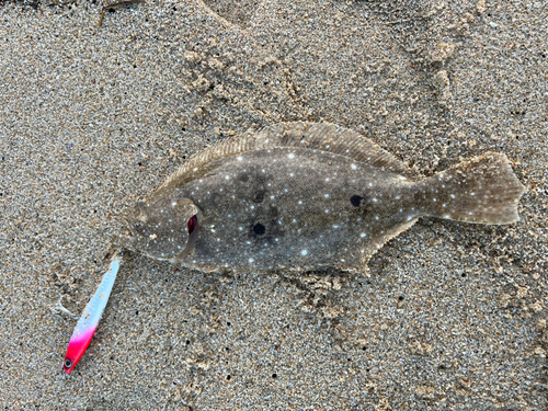 ヒラメの釣果