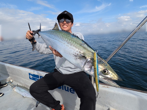 サワラの釣果