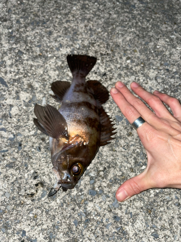 シロメバルの釣果