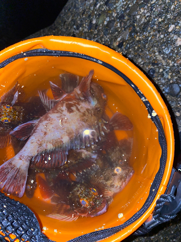 カサゴの釣果